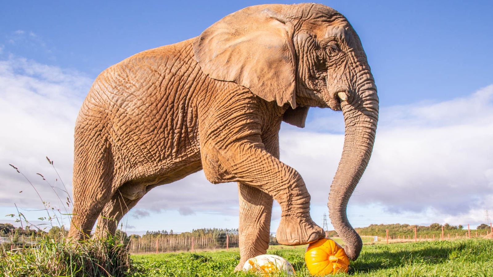 African Elephant squashes giant pumpkin CREDIT Noah’s Ark Zoo Farm™